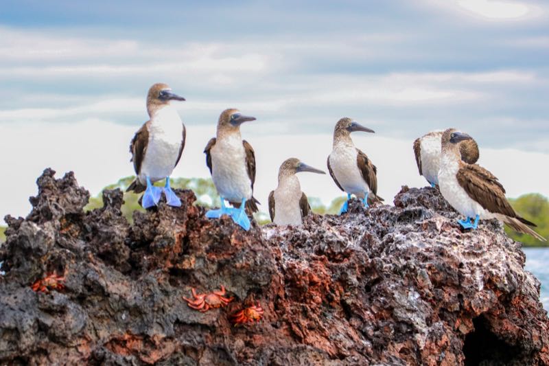 Blaufußtölpel auf einem Felsen, Galápagos
