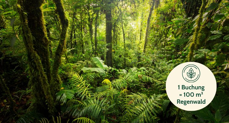 100 m² Regenwald schützen – mit jeder Reise
